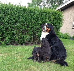 Foto 4 van de pups