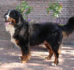 Foto 5 van de pups