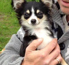 Foto 2 van de pups