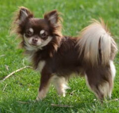 Foto 3 van de pups