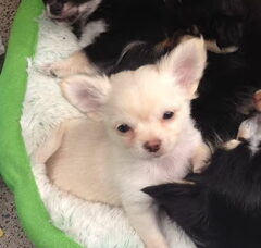 Foto 4 van de pups