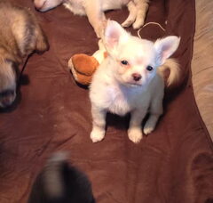 Foto 5 van de pups