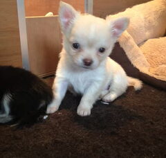 Foto 6 van de pups