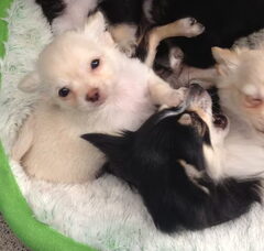 Foto 7 van de pups