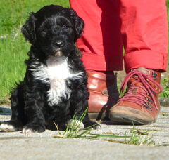 Foto 2 van de pups