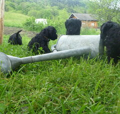 Foto 3 van de pups
