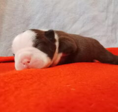 Foto 2 van de pups