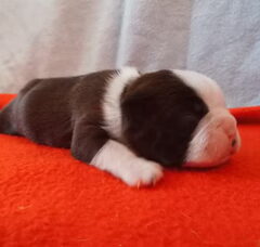 Foto 3 van de pups
