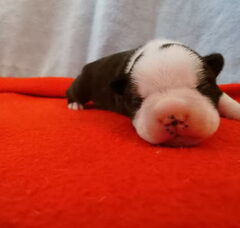 Foto 4 van de pups