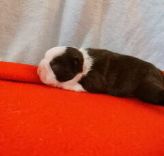 Foto 5 van de pups
