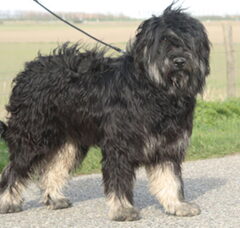 Foto 2 van de pups