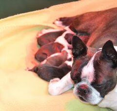 Foto 4 van de pups