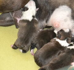 Foto 5 van de pups
