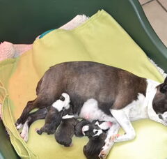 Foto 6 van de pups