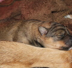 Foto 4 van de pups