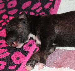 Foto 5 van de pups
