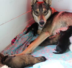 Foto 6 van de pups