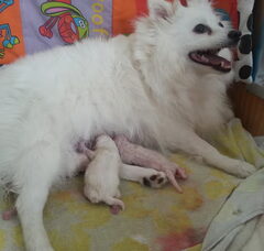Foto 3 van de pups