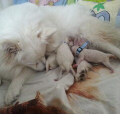 Foto 4 van de pups
