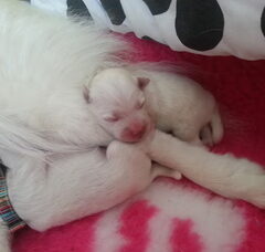 Foto 5 van de pups
