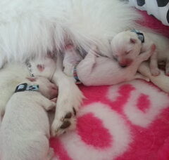 Foto 6 van de pups