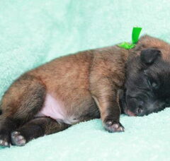 Foto 2 van de pups