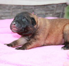 Foto 3 van de pups
