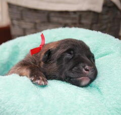 Foto 4 van de pups