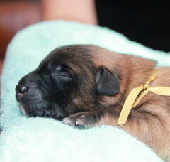 Foto 5 van de pups