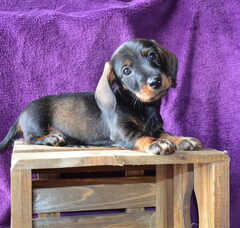 Foto 2 van de pups
