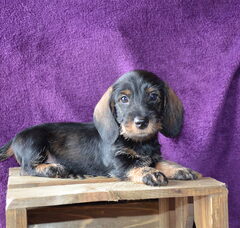 Foto 3 van de pups