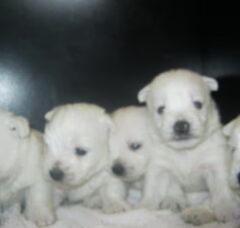 Foto 2 van de pups