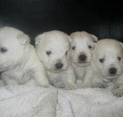 Foto 3 van de pups