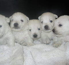 Foto 4 van de pups