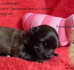 Foto 2 van de pups