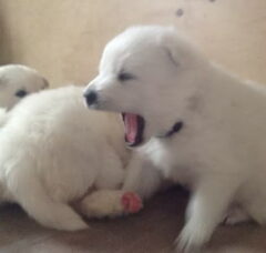Foto 2 van de pups