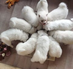 Foto 3 van de pups