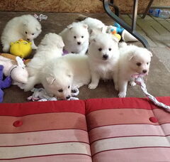 Foto 4 van de pups