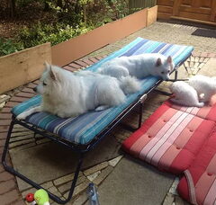 Foto 5 van de pups