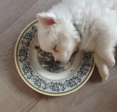Foto 6 van de pups