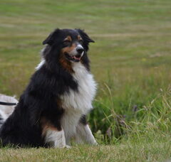Foto 3 van Jarnick's Aussieshome