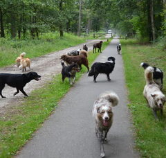 Foto 4 van Jarnick's Aussieshome