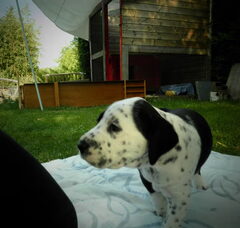 Foto 2 van de pups