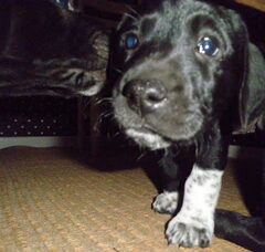 Foto 3 van de pups
