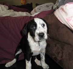 Foto 4 van de pups