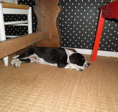 Foto 5 van de pups