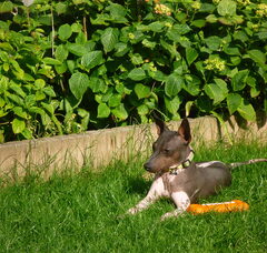 Foto 3 van de pups