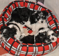 Foto 2 van de pups