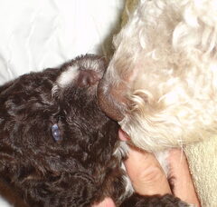 Foto 2 van de pups