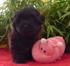 Foto 3 van de pups